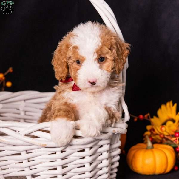 Gump, Mini Bernedoodle Puppy